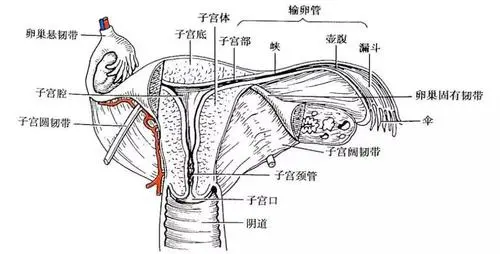 女性阴道的结构是什么样的